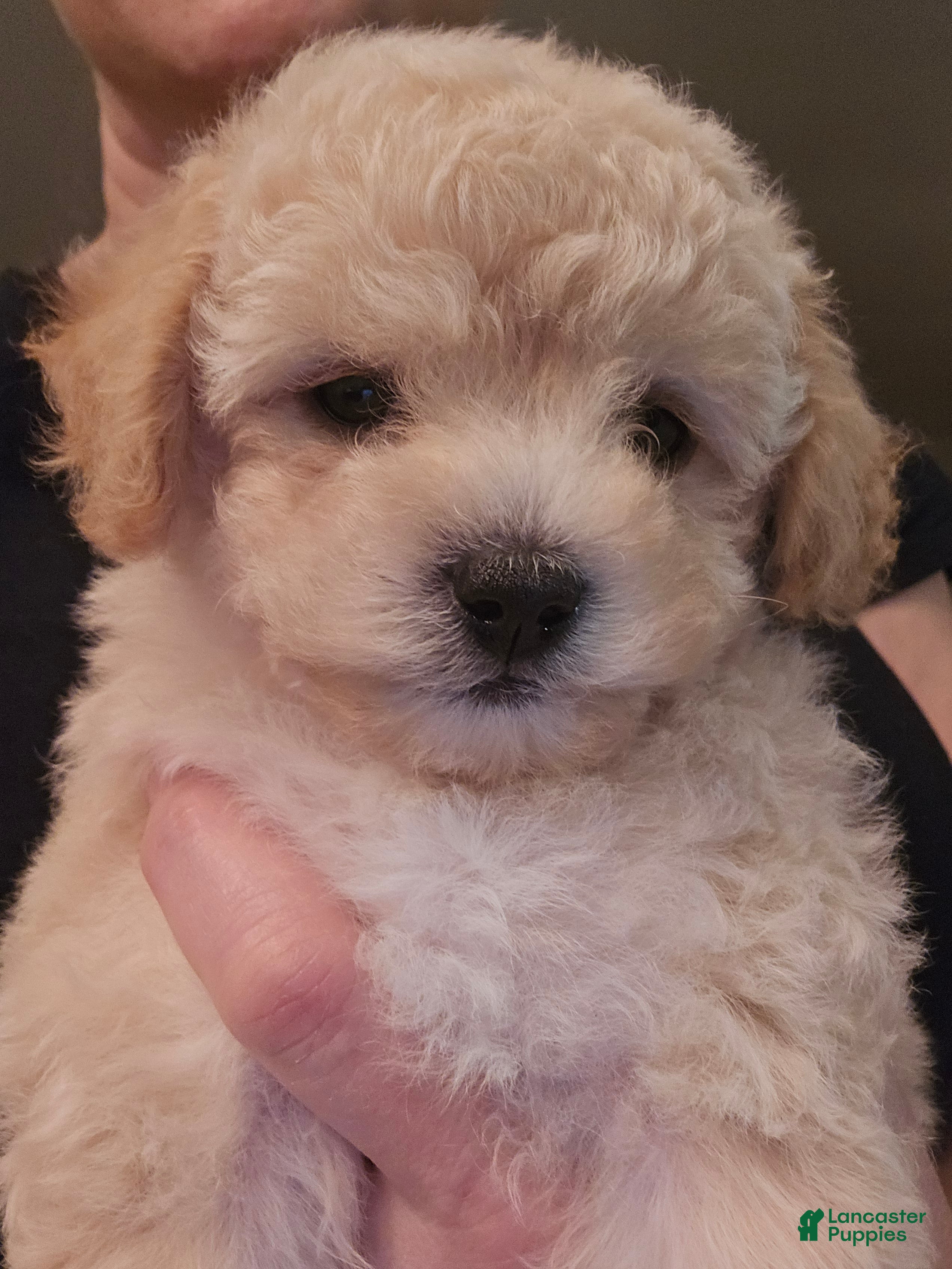 Maltipoo dogs Maltipoo Puppy 2 - Ad 4