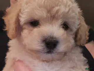 Maltipoo dogs Maltipoo Puppy 2 - Ad 4