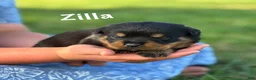 Rottweiler dogs for sale: Zilla w LONG TAIL  - Ad 2