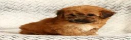 Yochon dogs for sale: Felicity - Ad 8