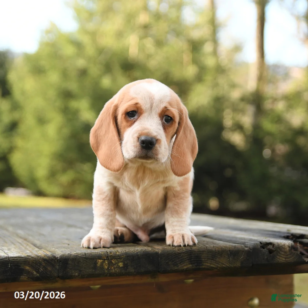 Beagle dogs for sale: Barkley - Ad 1