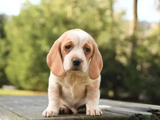 Beagle dogs for sale: Barkley - Ad 2