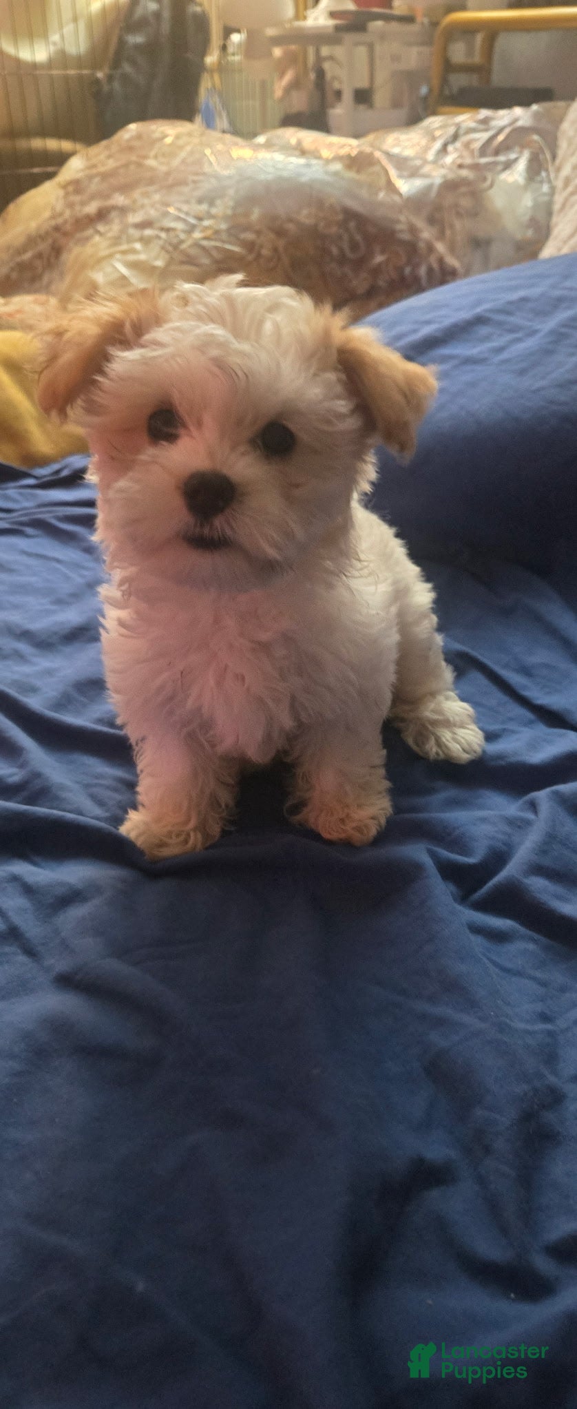 Maltipoo dogs Maltipoo 1 - Ad 2