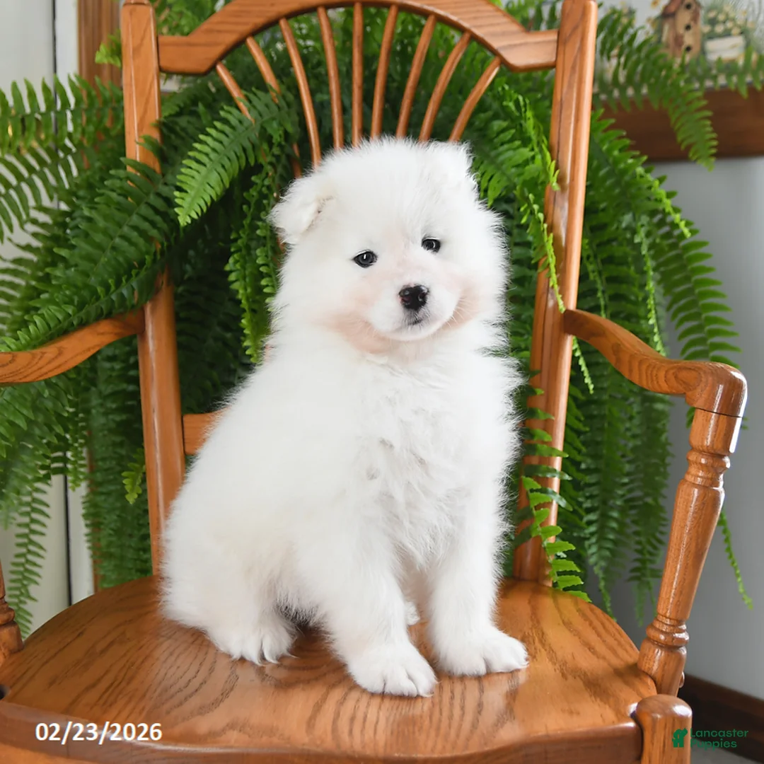 Samoyed dogs for sale: Rosie - Ad 3