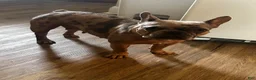 French Bulldog dogs for sale:  Nina  - Ad 2