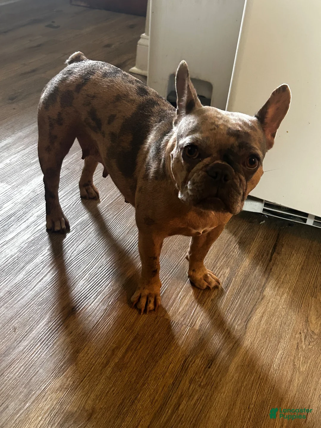 French Bulldog dogs for sale:  Nina  - Ad 2