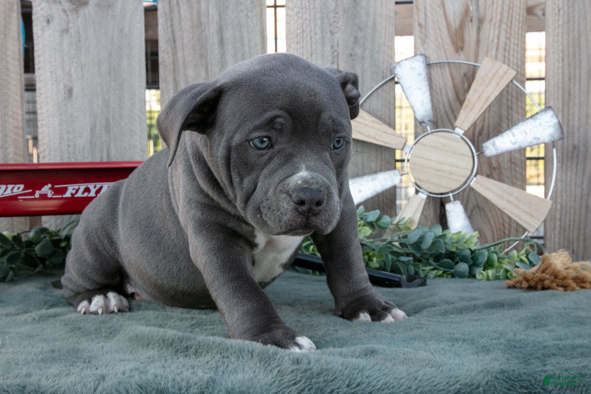 American Bully dogs Tara - Ad 2