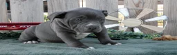 American Bully dogs for sale: Tara - Ad 2