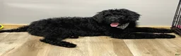 Goldendoodle dogs for sale: Chloe - Ad 5