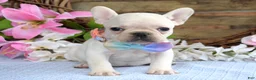 French Bulldog dogs for sale: Felicity - Ad 4