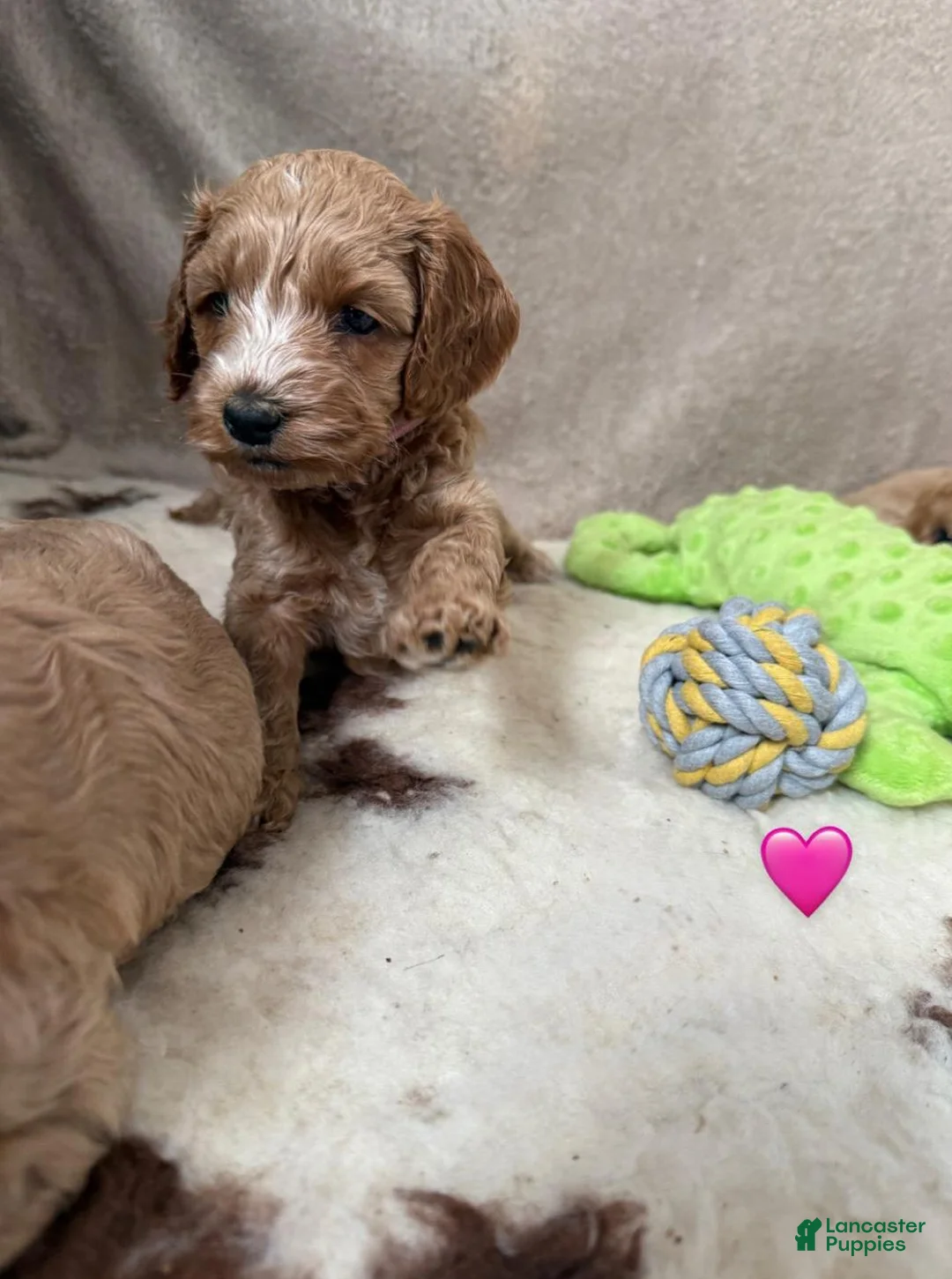 Cavapoo dogs for sale: Britney  - Ad 3