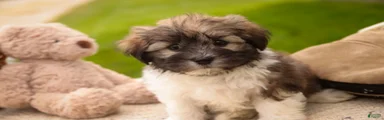 Orion Havanese 