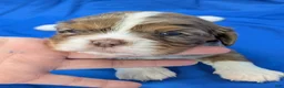 Cavalier King Charles Spaniel dogs for sale: Chocolate tri merle light - Ad 7