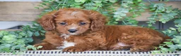 Cavapoo dogs for sale: Duke - Ad 3