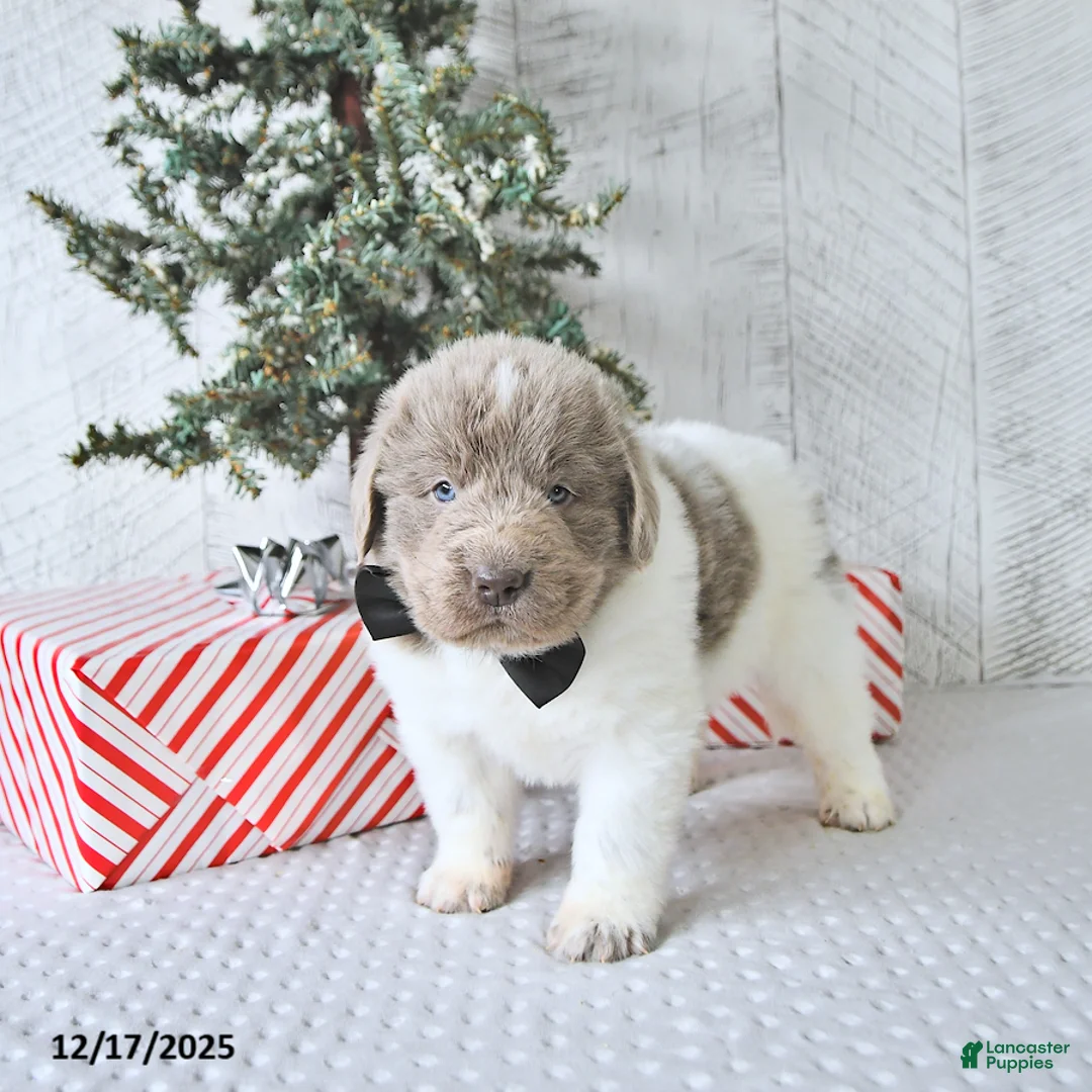 Newfoundland dogs for sale: Oliver - Ad 12