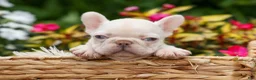 French Bulldog dogs for sale:  Rosa💖 - Ad 1