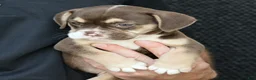 Beabull dogs for sale: Tootsie - Ad 4