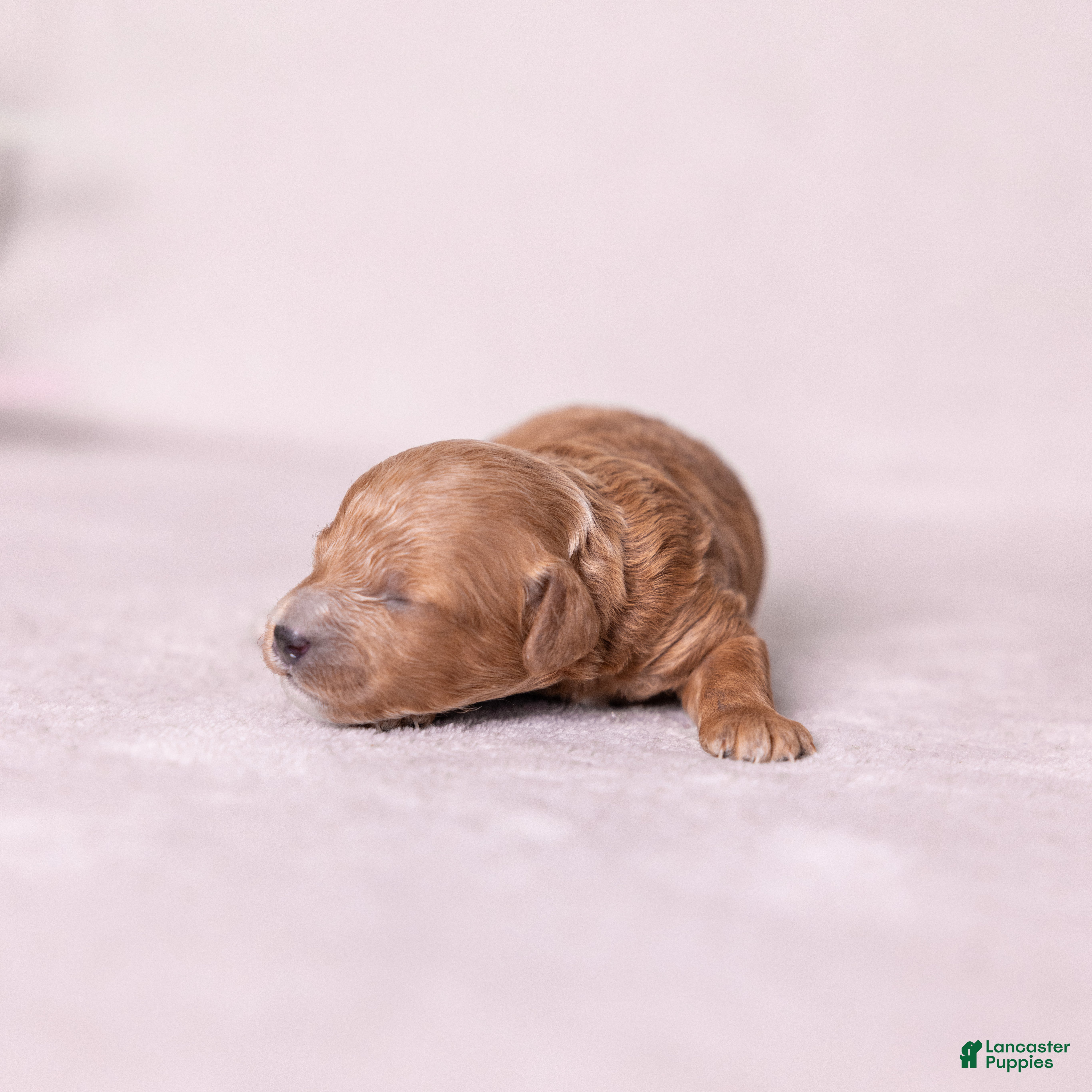 Miniature Poodle dogs Triumph - Ad 2