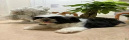 Shih Tzu dogs for sale: Blade - Ad 1