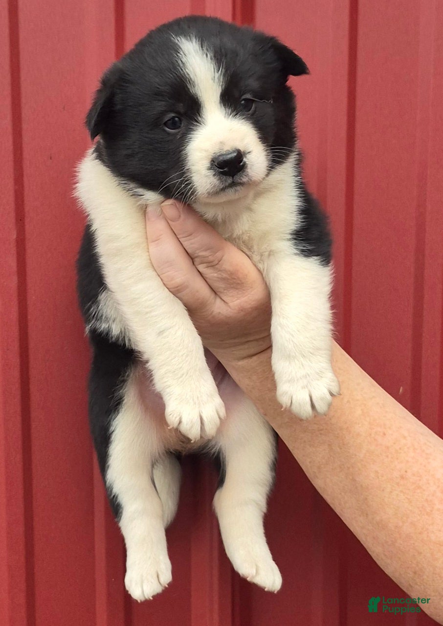 Mixed Breed dogs Mixed Breed 7 - Ad 33