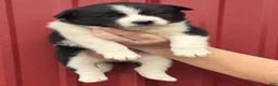 Mixed Breed dogs for sale: Mixed Breed 7 - Ad 1