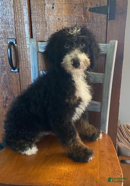 Mini Bernedoodle dogs Buster- medium - Ad 1