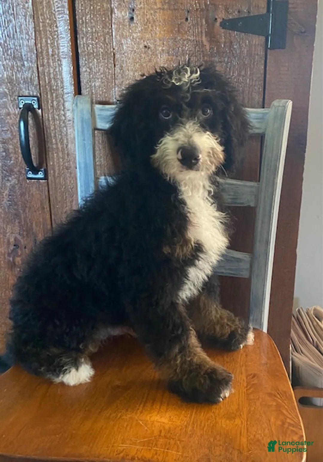 Mini Bernedoodle dogs for sale: Buster- medium - Ad 1