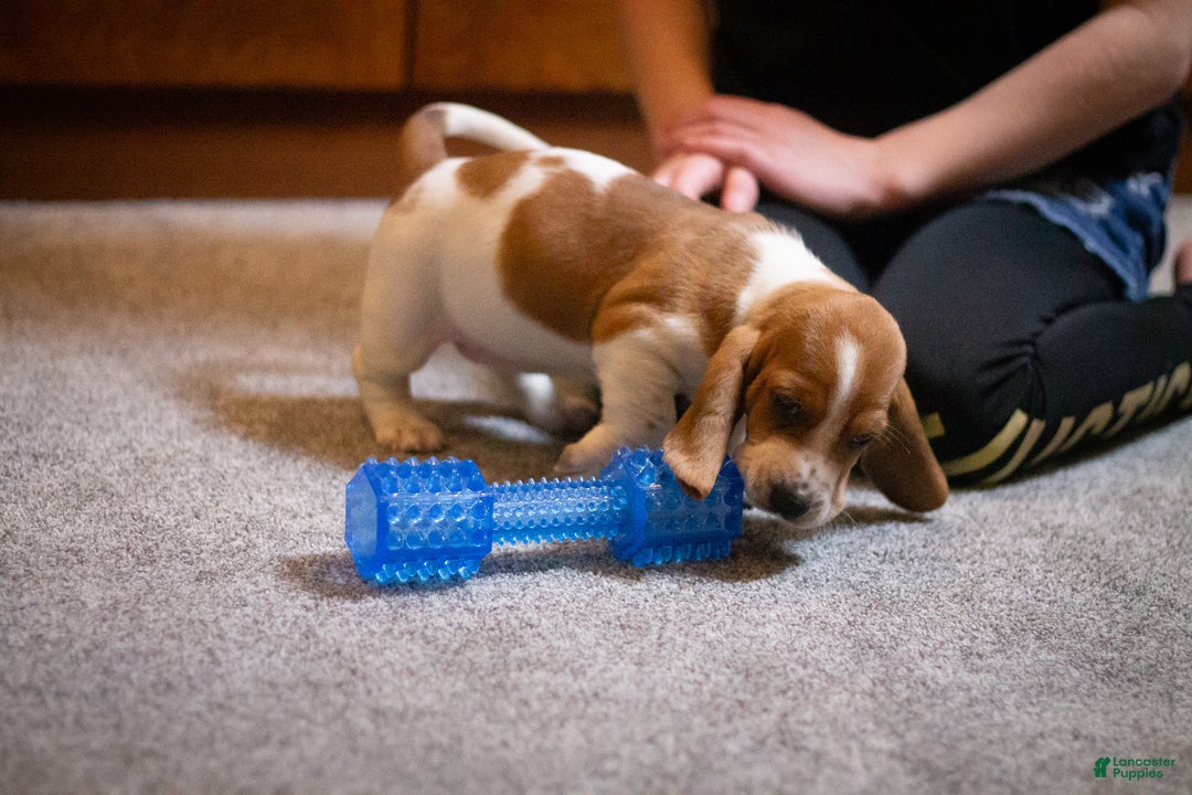 Basset Hound dogs for sale: Winnie - Ad 2