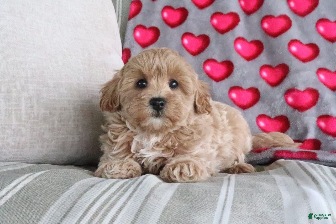Shihpoo dogs for sale: Panzy - Ad 1