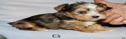 Yorkshire Terrier dogs for sale: Eli - merle parti - Ad 6