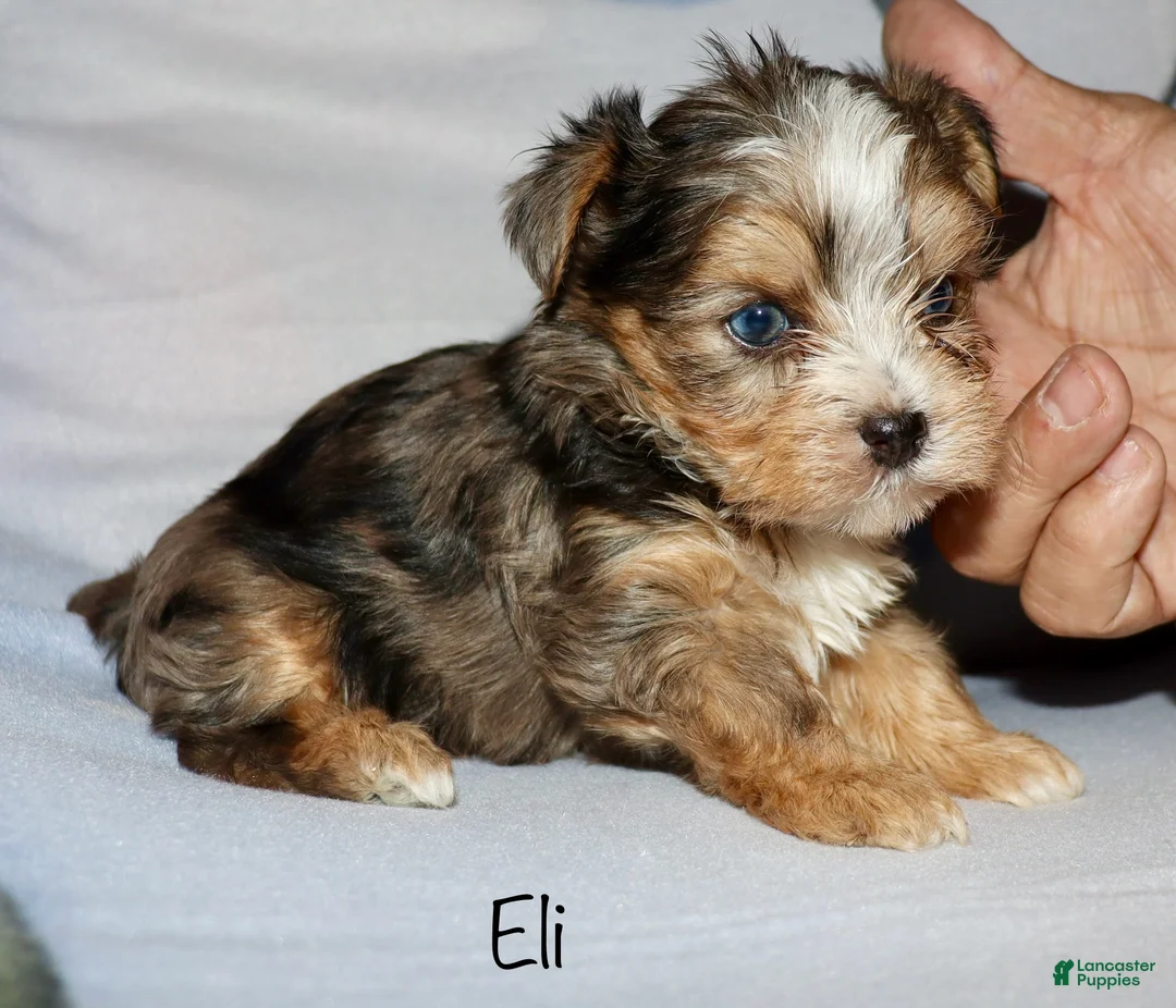Yorkshire Terrier dogs for sale: Eli - merle parti - Ad 6