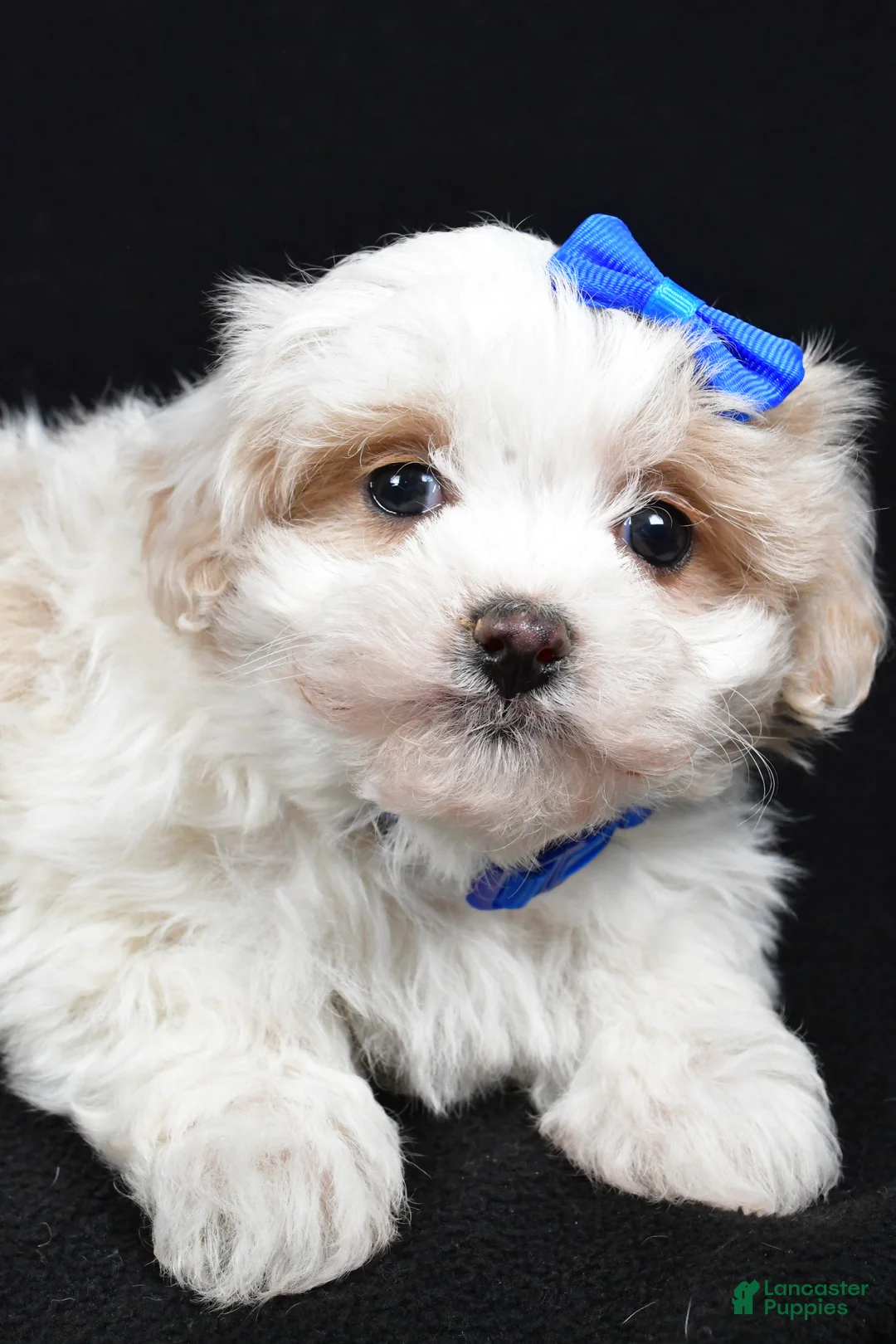 Maltipoo dogs for sale: Joey - Ad 3