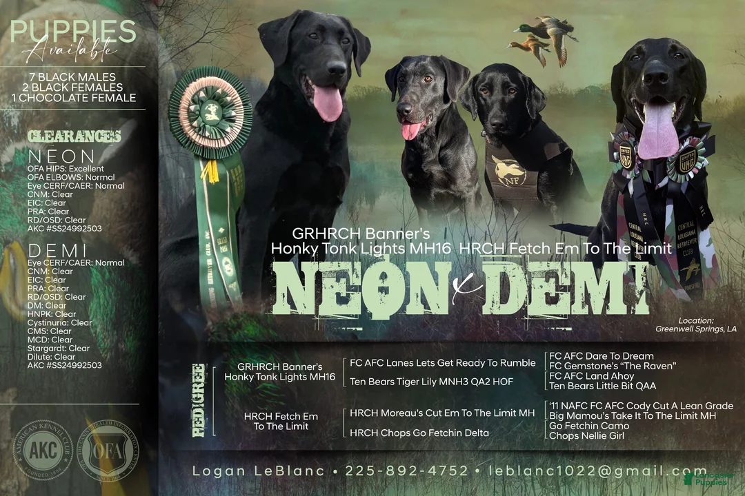 Labrador Retriever dogs for sale: Labrador Retriever 9 - Ad 3