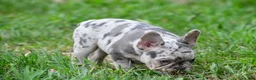 French Bulldog dogs for sale: Roxy - Ad 16