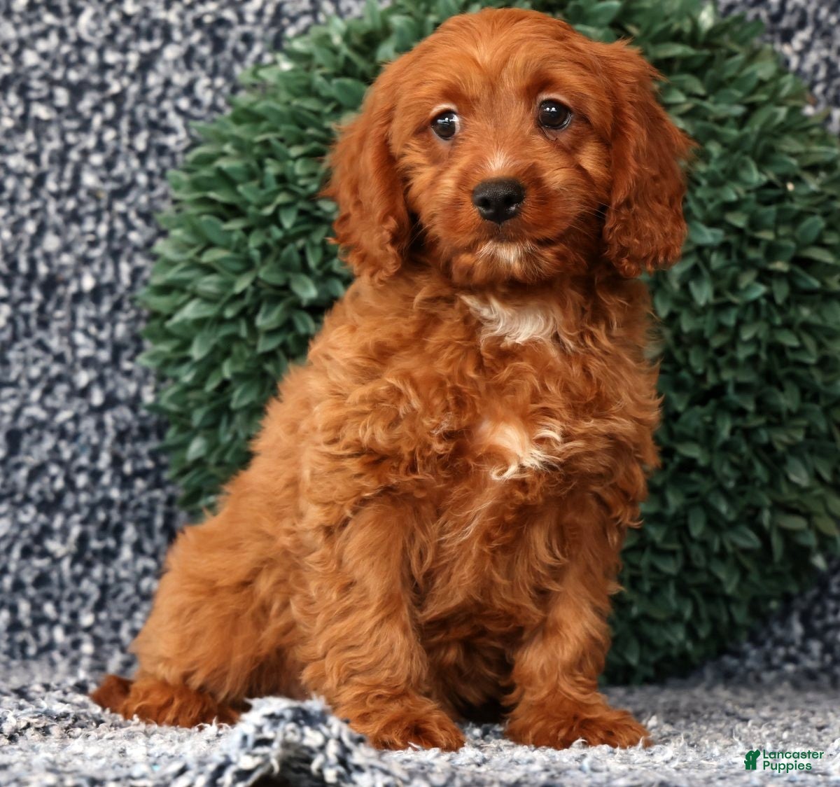 Cavapoo dogs Milo - Ad 2