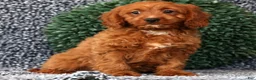 Cavapoo dogs for sale: Milo - Ad 2