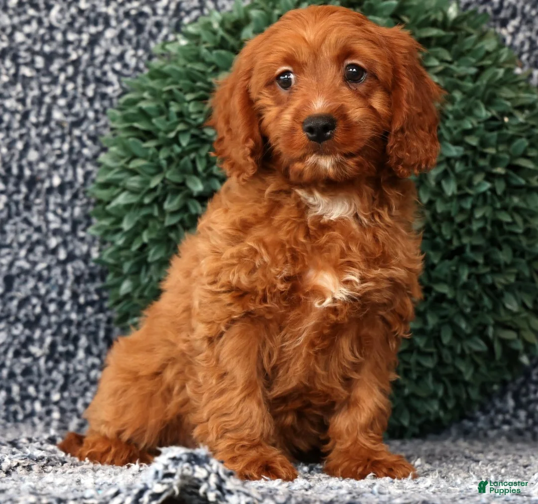 Cavapoo dogs for sale: Milo - Ad 2