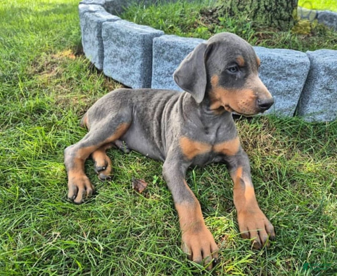 Doberman Puppies Teacup Mini Pinscher Pinscher Breed Teacup