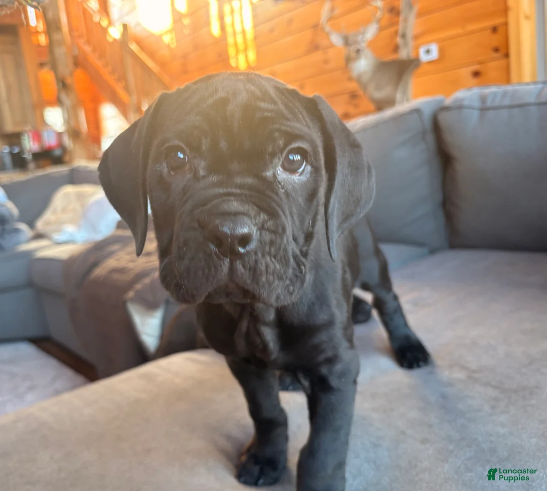 Cane Corso dogs for sale: Yellow girl - Ad 2