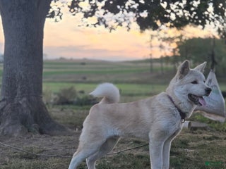 Akita dogs Matthew - Ad 22