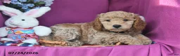 Mini Goldendoodle dogs for sale: Cody - Ad 4