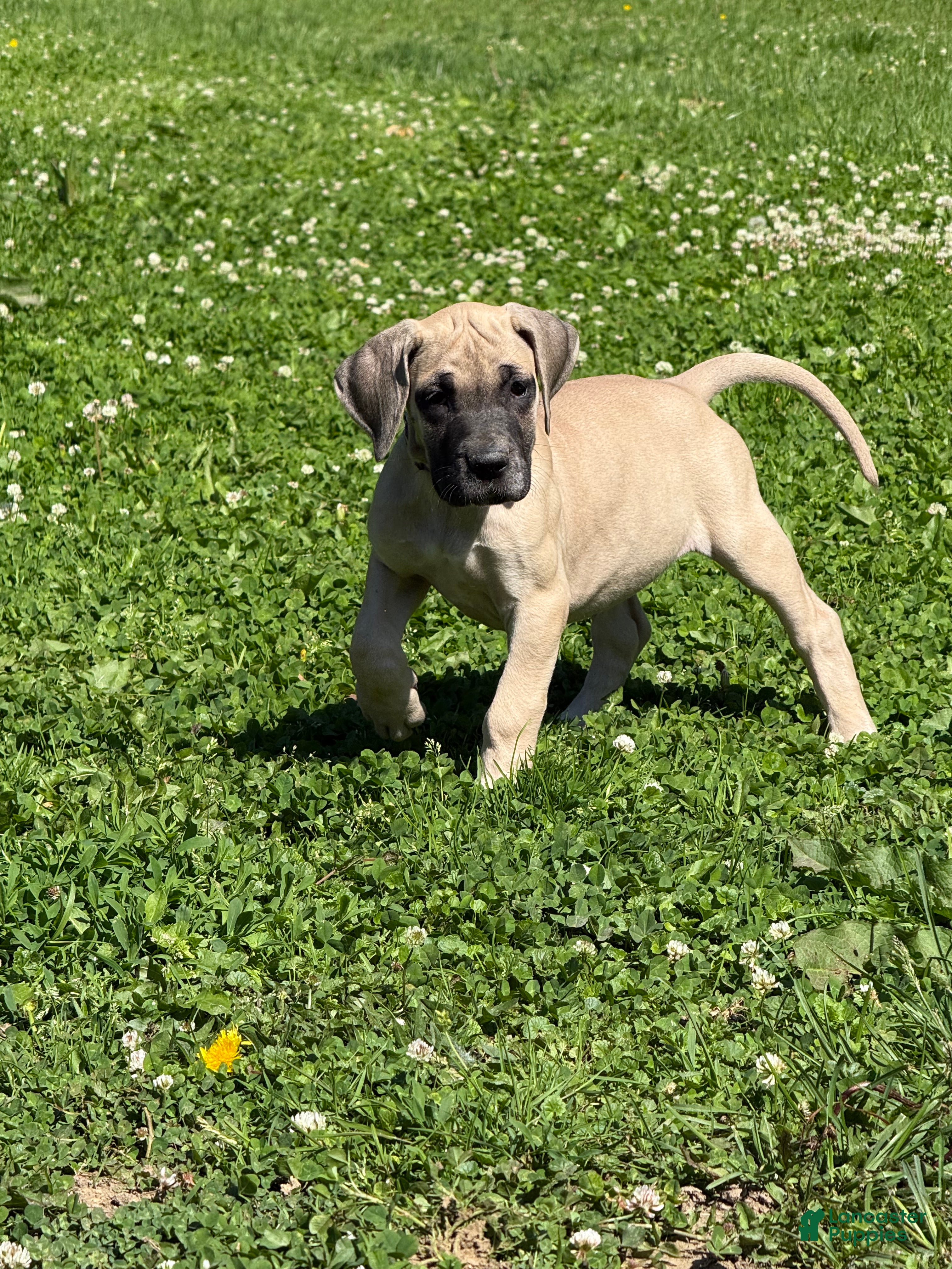 Great Dane dogs Ditalini (Purple) - Ad 28