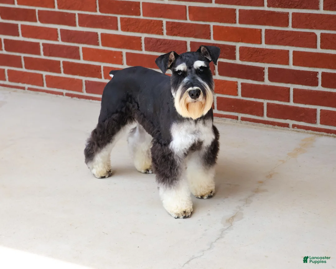 Miniature Schnauzer dogs for sale: Jasper  - Ad 1