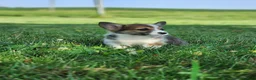 Welsh Corgi Pembroke dogs for sale: Fox - Ad 6