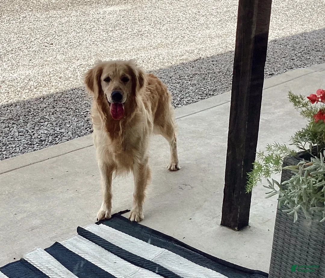 Golden Retriever dogs for sale: Kirby Golden Retriever Puppy  - Ad 6