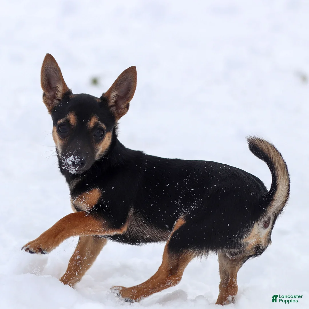 Chihuahua dogs for sale: Preston - Ad 3