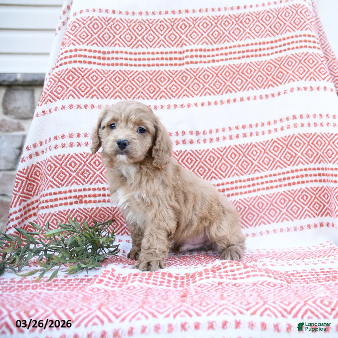 Cockapoo dogs for sale: Wooton - Ad 3