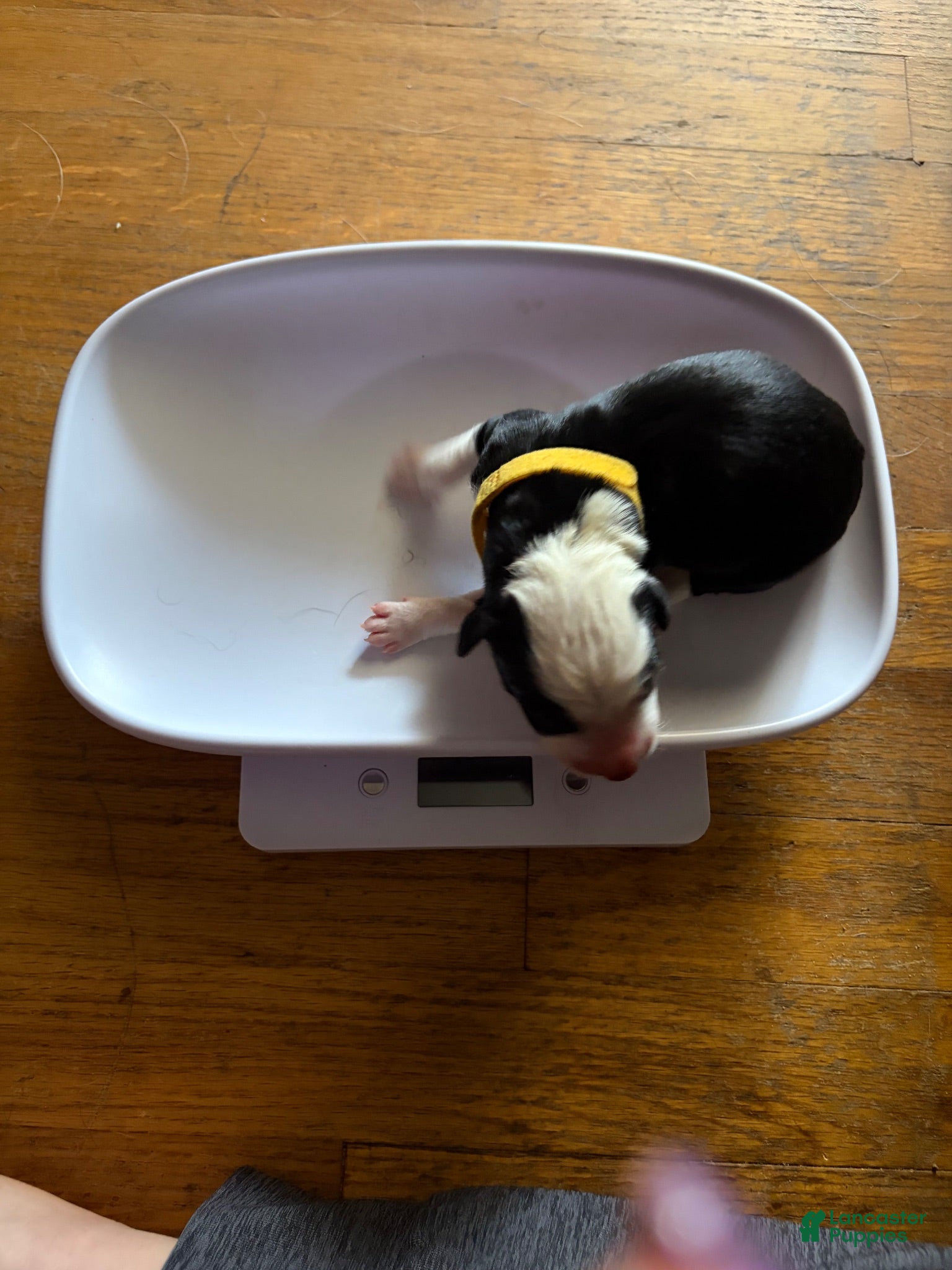 Border Collie dogs Yellow - Ad 37