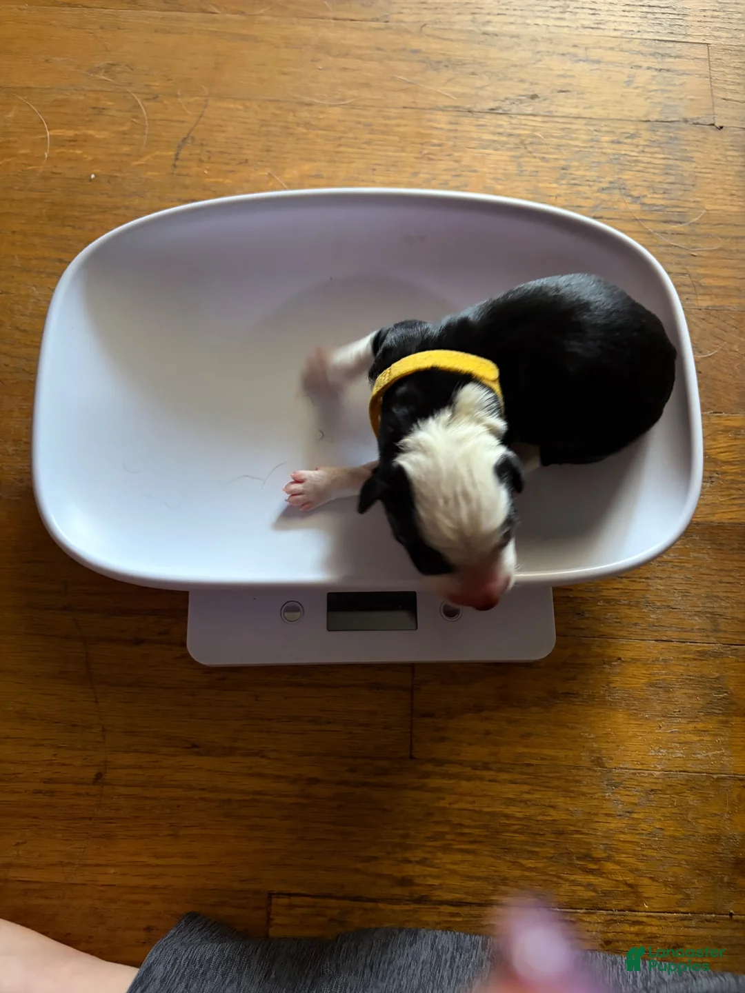 Border Collie dogs for sale: Yellow - Ad 1