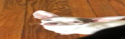 Chihuahua dogs for sale: Casper - Ad 14